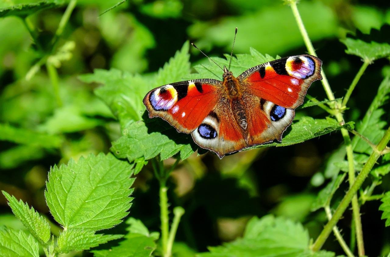 Lire la suite à propos de l’article Papillon : Significations et Présages Mystiques